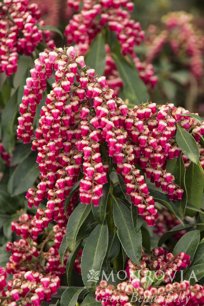 PIERIS FOREST FLAME 2 GAL