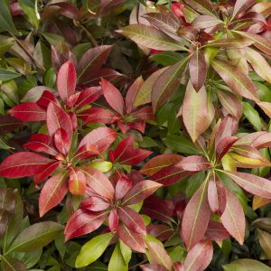 PIERIS KATSURA 3 GAL