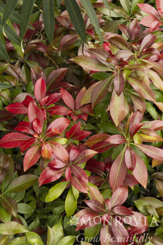 PIERIS KATSURA 3 GAL