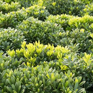 PITTOSPORUM WHEELERS DWF 3 GAL