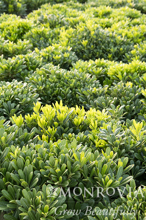 PITTOSPORUM WHEELERS DWF 5 GAL