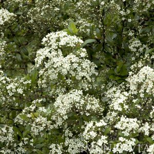 PYRACANTHA MOHAVE 3 GAL