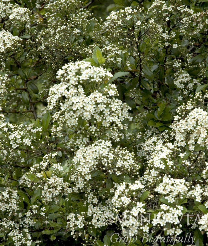 PYRACANTHA MOHAVE 3 GAL