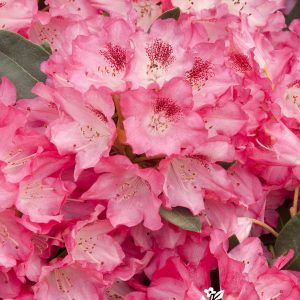 RHODO. ANNA ROSE WHITNEY 5 GAL