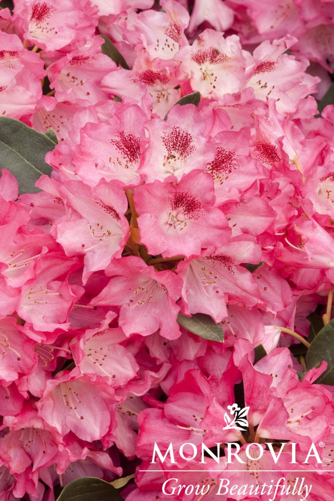 RHODO. ANNA ROSE WHITNEY 5 GAL