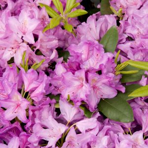 RHODO. BOURSALT 10 GAL (PPL)