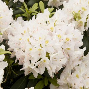 RHODO. CATAWBA GRANDIF. 5 GAL