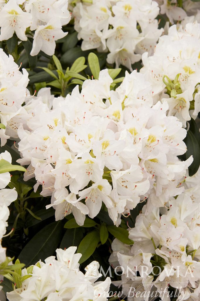 RHODO. CATAWBA GRANDIF. 5 GAL