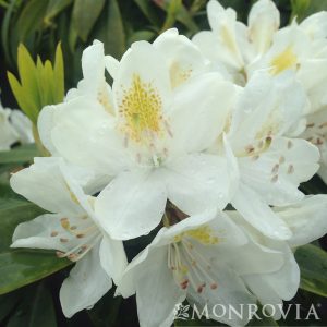 RHODO. CHIONOIDES 3 GAL (WHT)