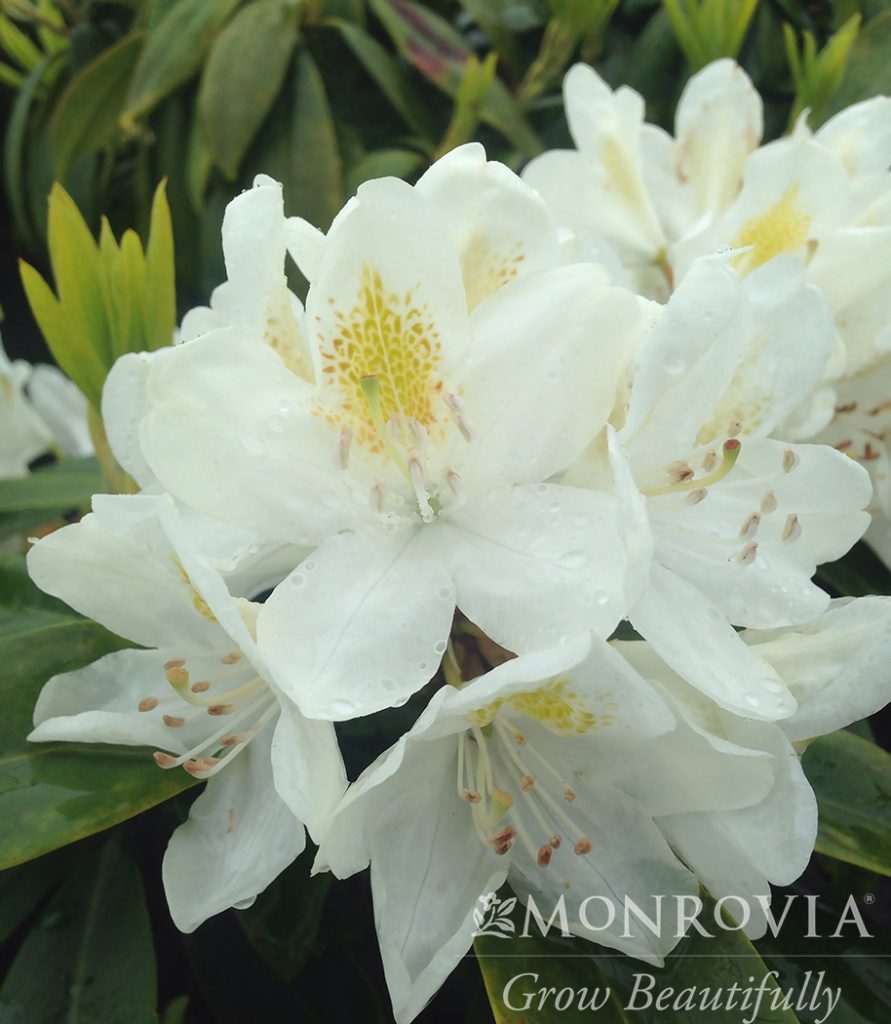 RHODO. CHIONOIDES 3 GAL (WHT)