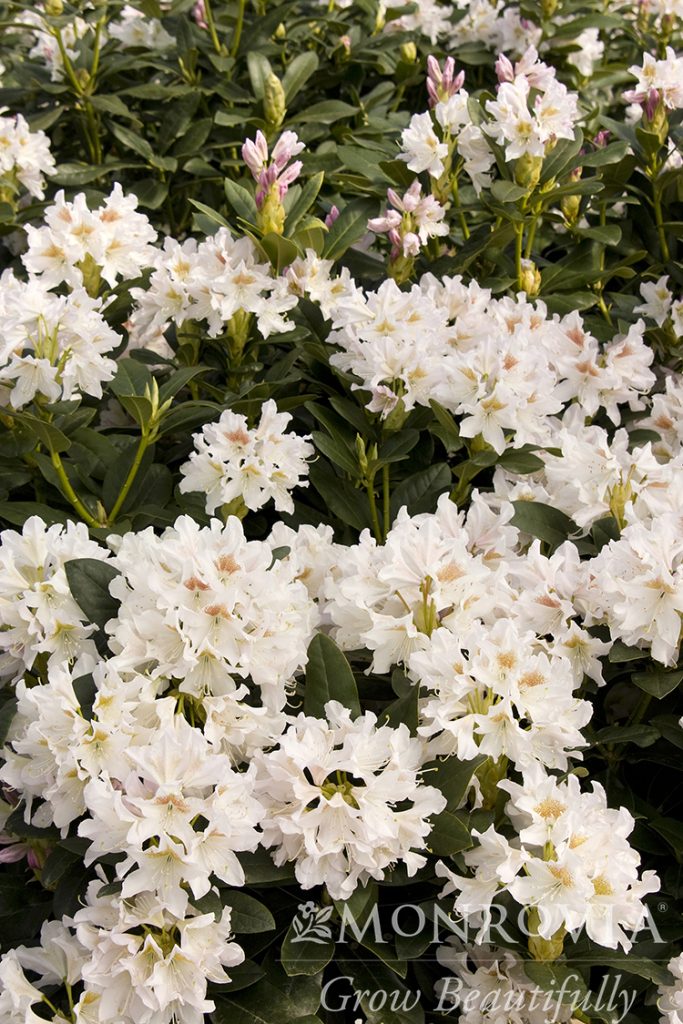 RHODO. CUNNINGHAM WHT 7 GAL
