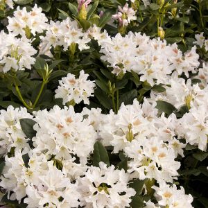 RHODO. CUNNINGHAM WHT 10 GAL