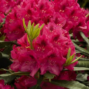 RHODO. NOVA ZEMBLA 3 GAL