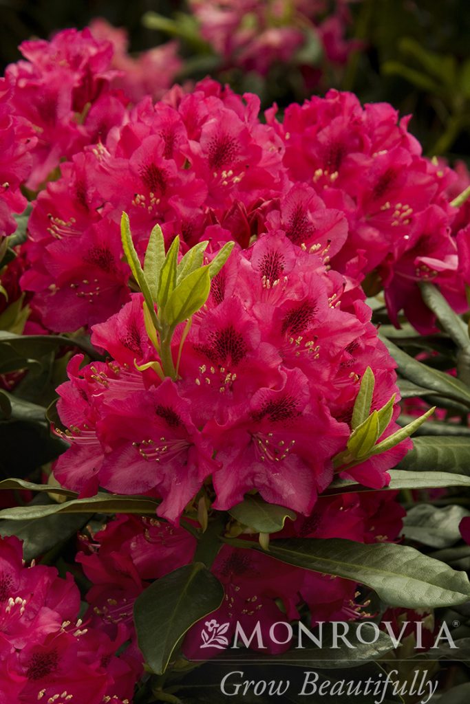 RHODO. NOVA ZEMBLA 5 GAL