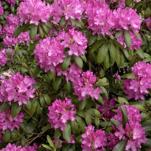 RHODO. ROSEUM ELEGANS 5 GAL
