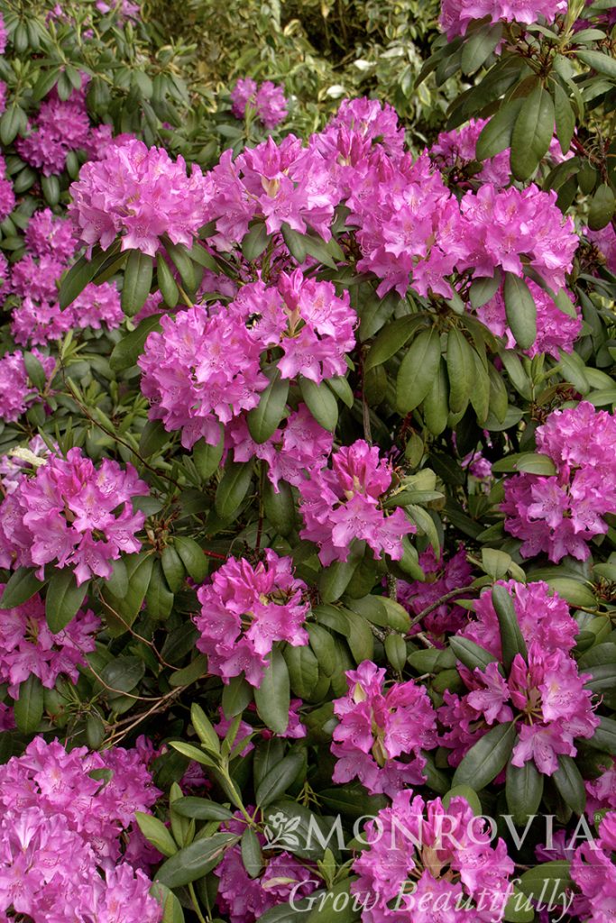 RHODO. ROSEUM ELEGANS 7 GAL