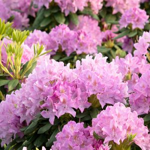 RHODO. ROSEUM PINK 7 GAL