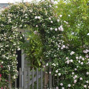 ROSE CLIMBING CECILE BRUNNER 5 GAL