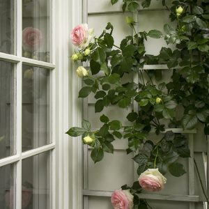ROSE CLIMBING EDEN 5 GAL