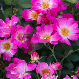 ROSE DRIFT PINK 3 GAL