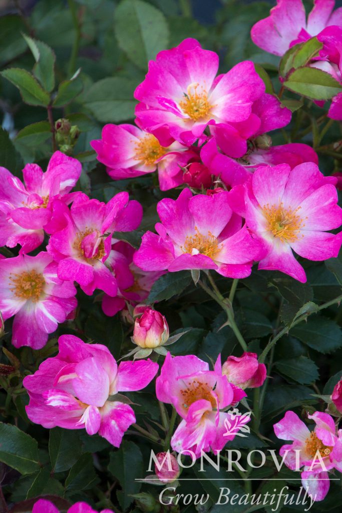 ROSE DRIFT PINK 3 GAL