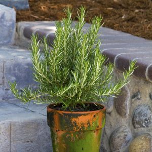 ROSEMARY TUSCAN BLUE 1 GAL