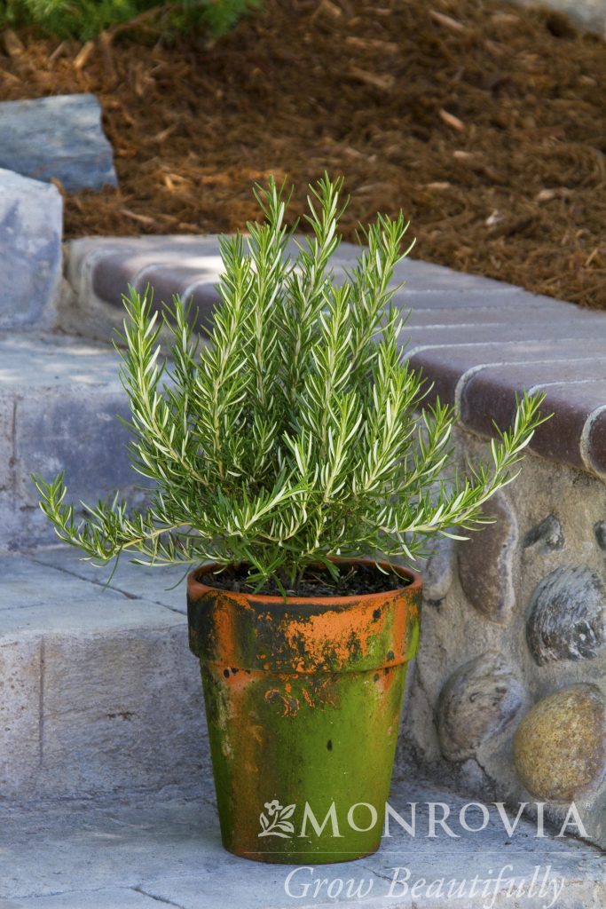 ROSEMARY TUSCAN BLUE 1 GAL