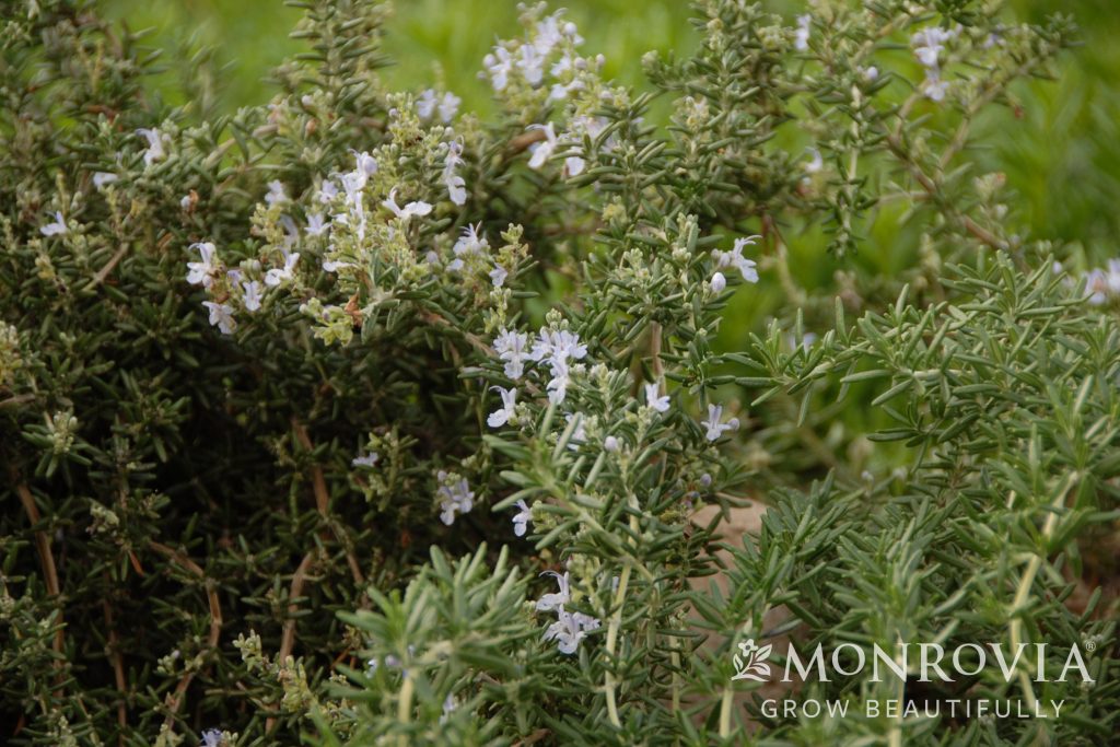 ROSEMARY HUNTINGTON CARPET 1 GAL