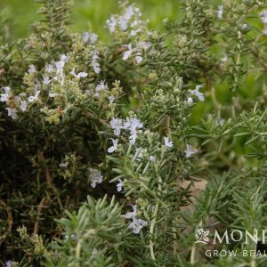 ROSEMARY HUNTINGTON CARPET 2 GAL