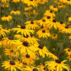 BLACK-EYED SUSAN GOLDSTRUM 1 GAL
