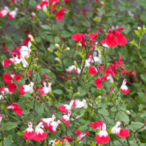 SALVIA HOT LIPS 1 GAL