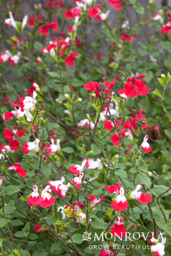 SALVIA HOT LIPS 1 GAL