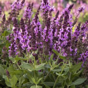 SALVIA ROSE MARVEL 1 GAL