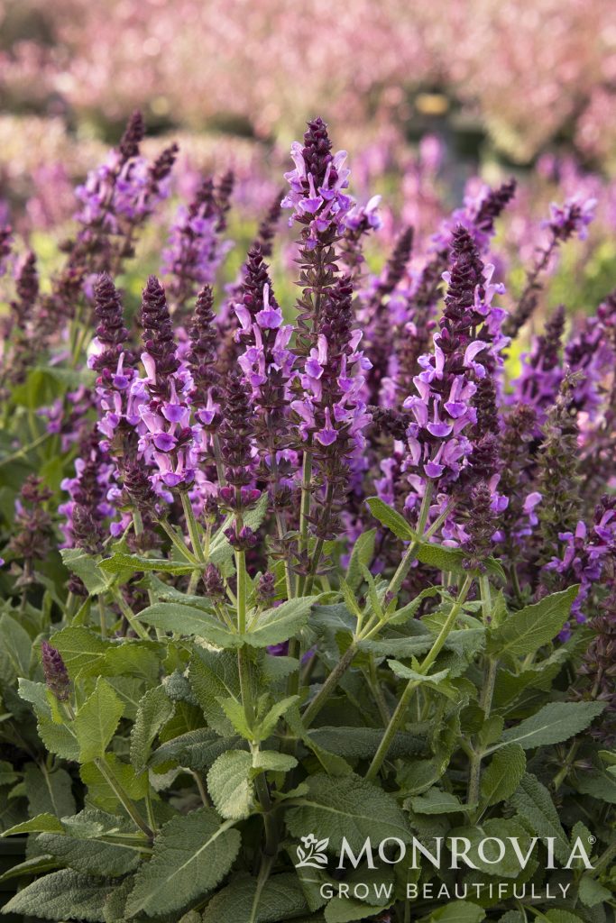 SALVIA ROSE MARVEL 1 GAL