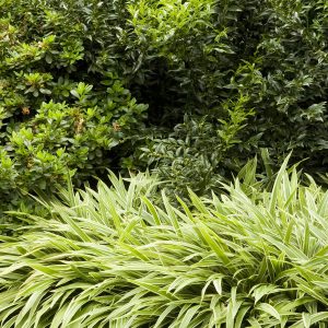 SARCOCOCCA 1 GAL