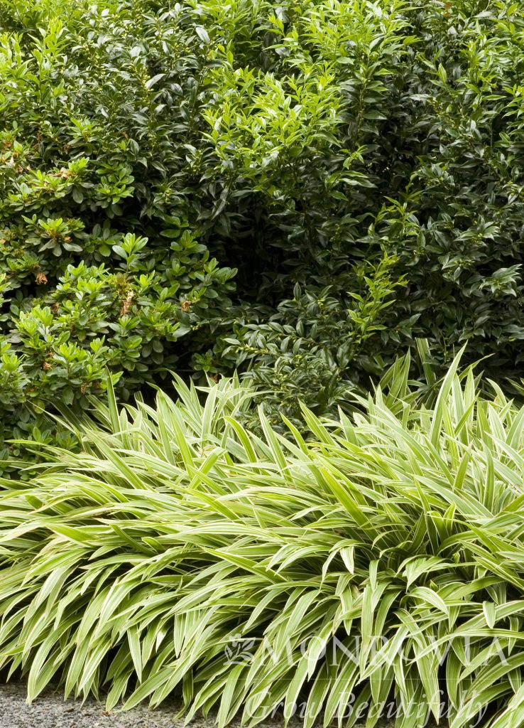 SARCOCOCCA 5 GAL