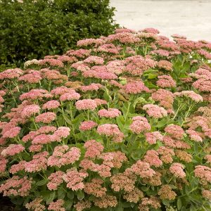 SEDUM AUTUMN JOY 1 GAL