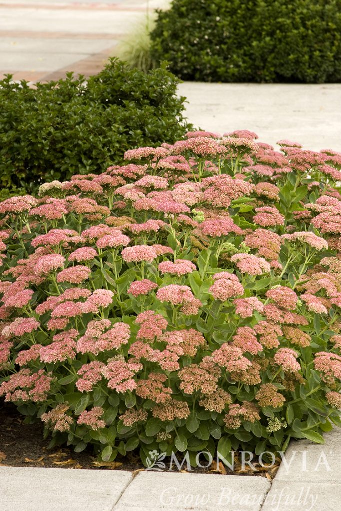 SEDUM AUTUMN JOY 1 GAL