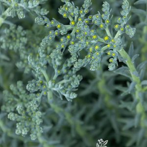 SEDUM BLUE SPRUCE 4-INCH