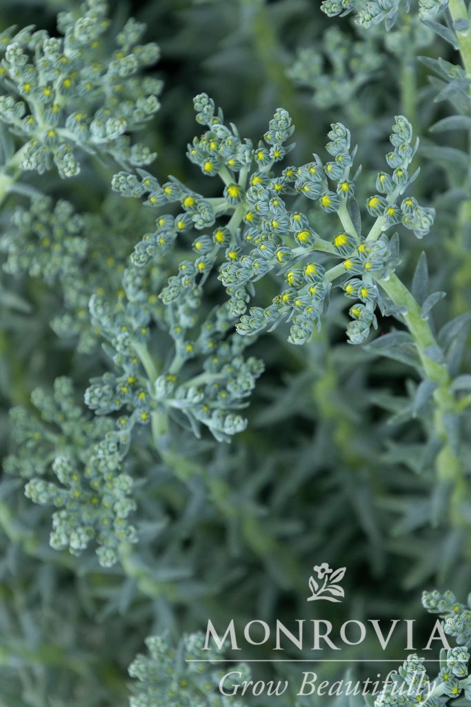 SEDUM BLUE SPRUCE 4-INCH