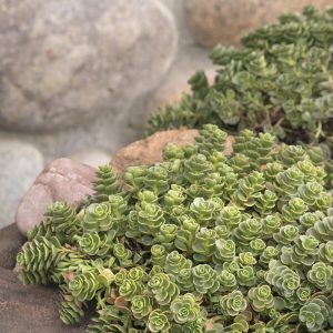 SEDUM JOHN CREECH 4-INCH