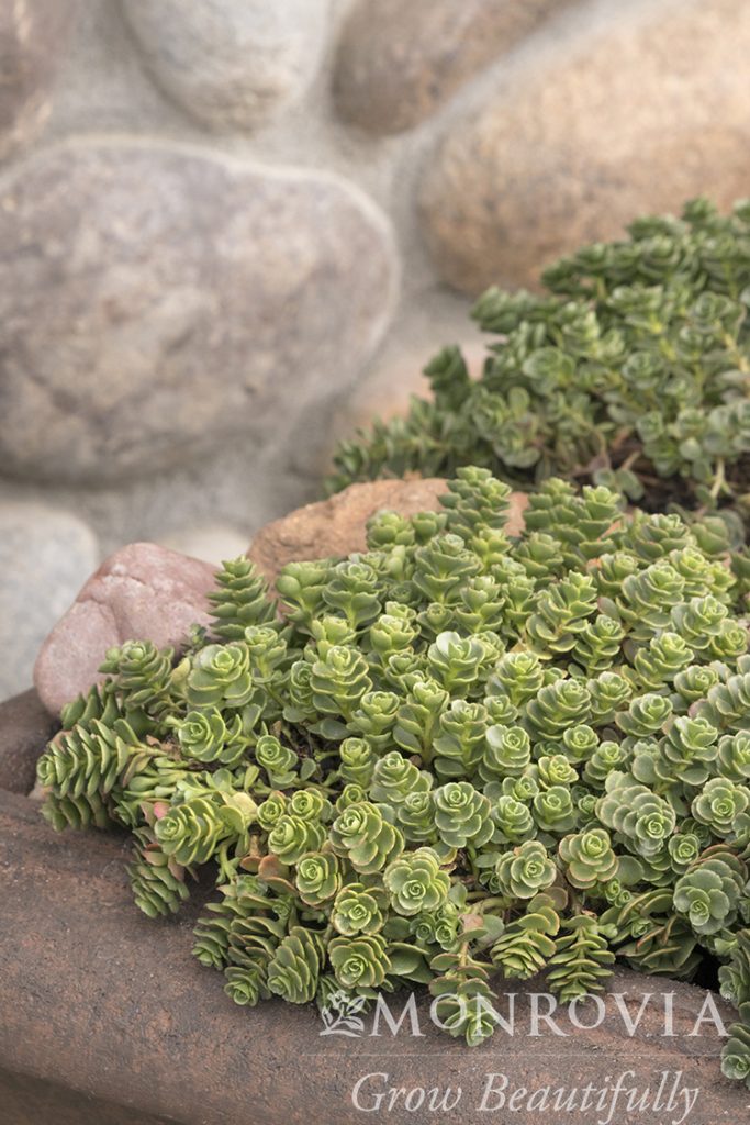 SEDUM JOHN CREECH 4-INCH