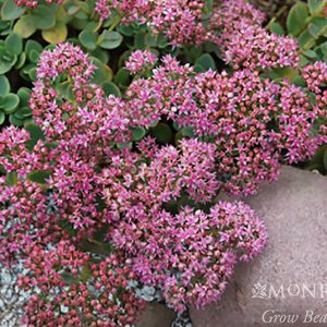 SEDUM LIME ZINGER 1 GAL