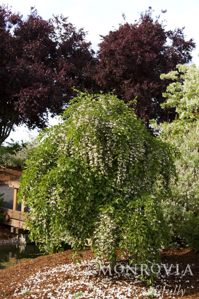 STYRAX 2-IN