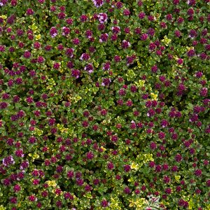 THYME DOONE VALLEY QUART