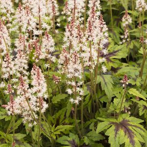 TIARELLA FOAMFLOWER 1 GAL