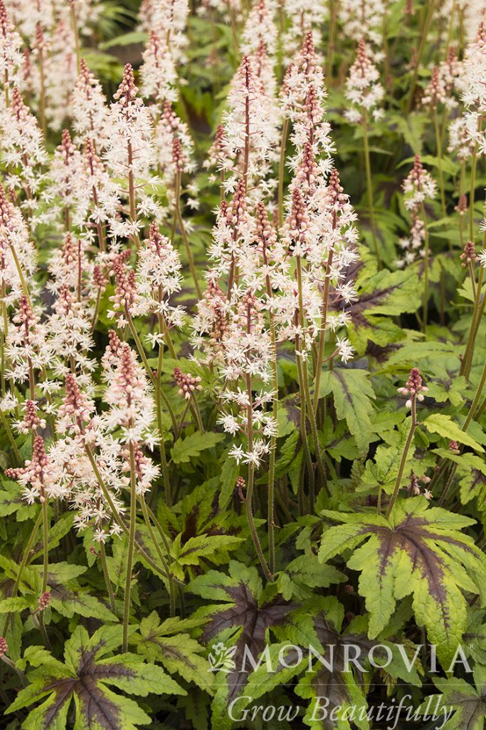 TIARELLA FOAMFLOWER 1 GAL