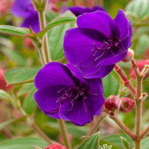 TIBOUCHINA DWARF 3 GAL