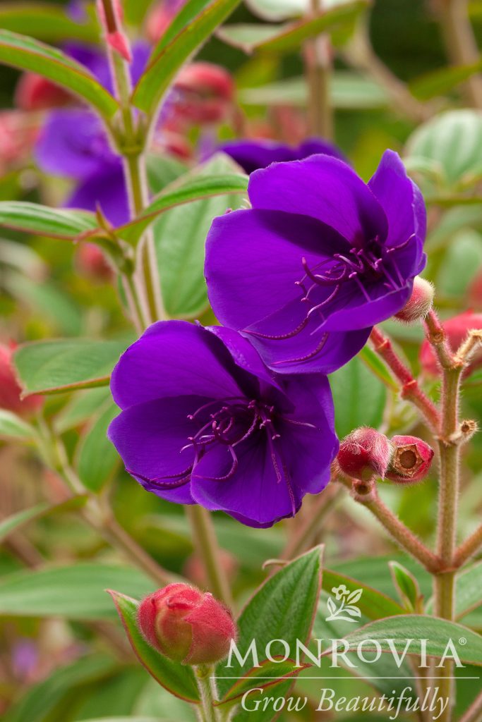 TIBOUCHINA DWARF 3 GAL