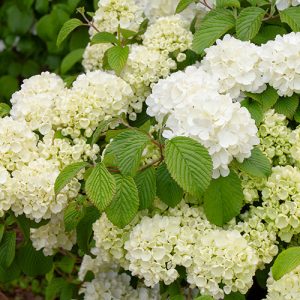VIBURNUM POPCORN 3 GAL